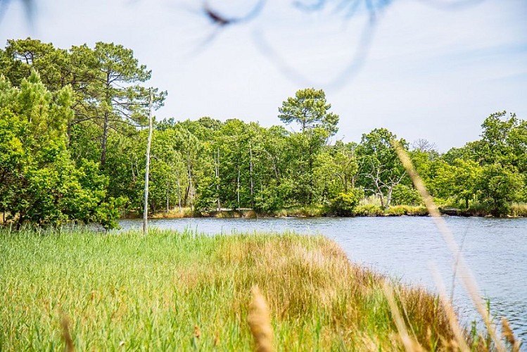 saint-brice-site-naturel - arès - bassin arcachon © Grégory Cassiau - Les Conteurs (4) -