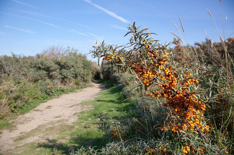 Argousiers au Platier d'Oye