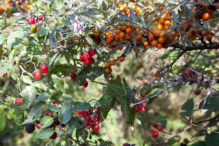 Flore au Platier d'Oye