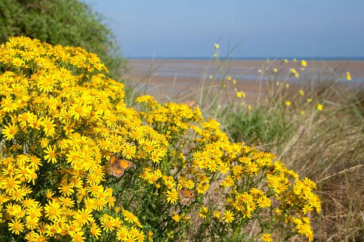 Papillons et nature au Platier d'Oye