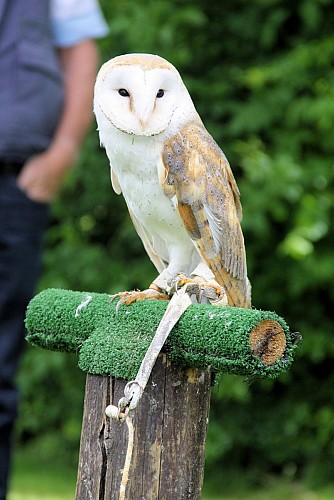 Dame Blanche des Clochers