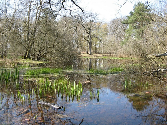 Fontainebleau. Fairy Pond and Beatrice Cave