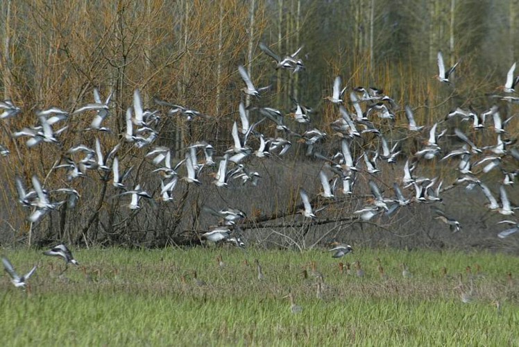 Briollay : Au fil de la Sarthe