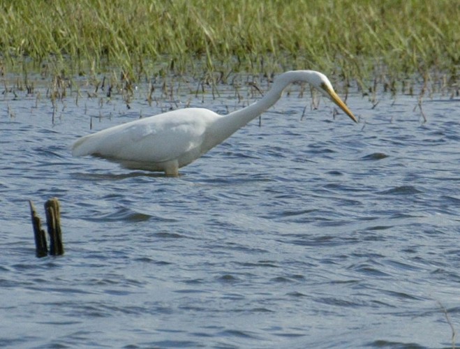 Briollay : Au fil de la Sarthe