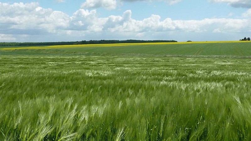 Wald der Vier-Säulen