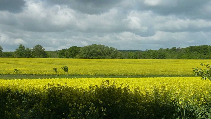 Forêt des Quatre-Pilliers