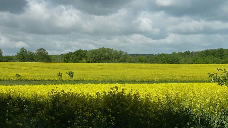 Bos van de Vier Zuilen