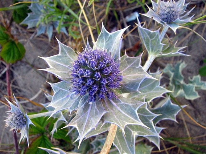 eryngium-maritimum-panicaut-maritime[1]