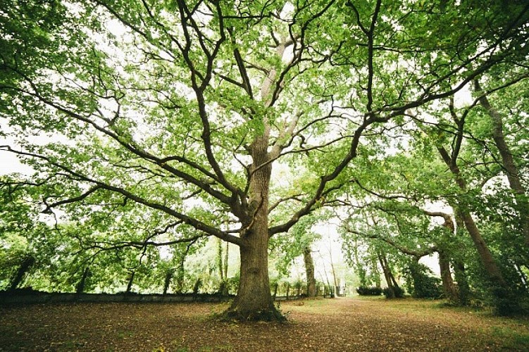 Arbre MGEN © Grégory Cassiau - Les Conteurs -