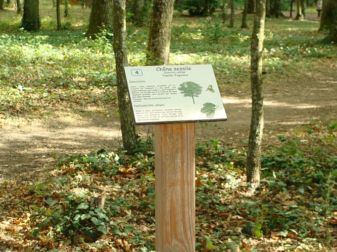 Le bois des Gâts à Châteaudun