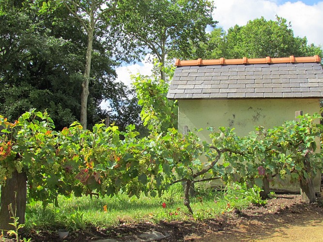 Du château à motte à la vigne par le verger