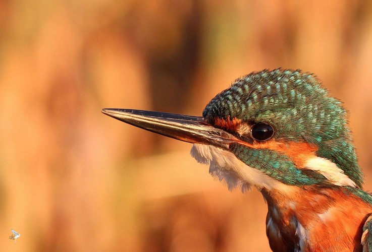 Un espace à protéger, la Roselière de Ploeven