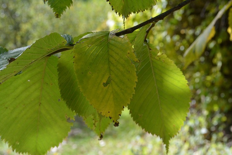 Feuille d'orme