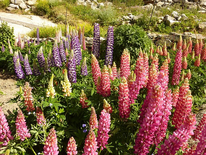 Lupins