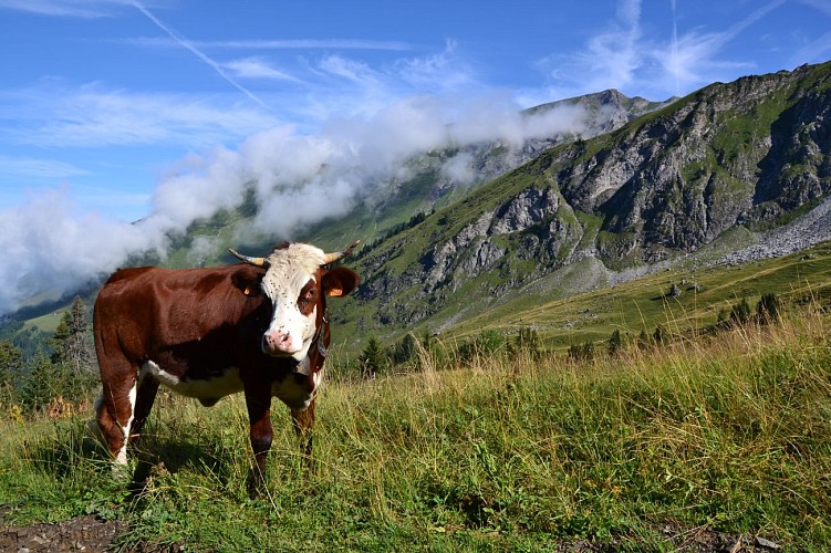 Itinerario: Tour dei Dents Blanches GR®P mini escursione di 4 giorni