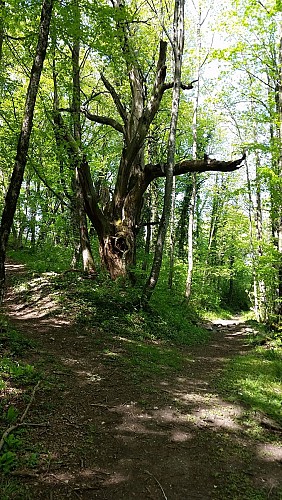 Randonnée_AixlesBainsRivieradesAlpes_SentierduChat_Forêt