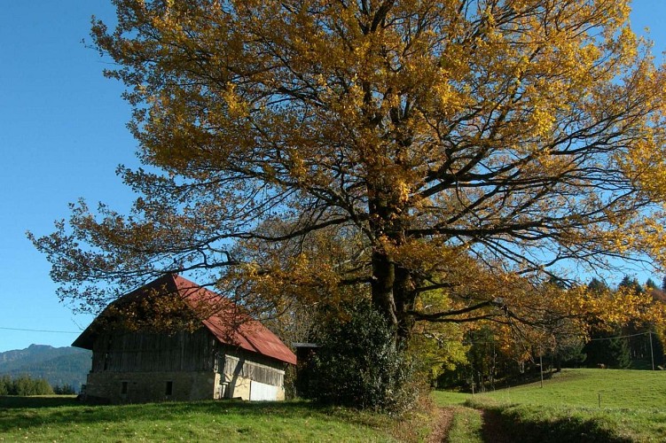 Escapade dans la forêt du Tal