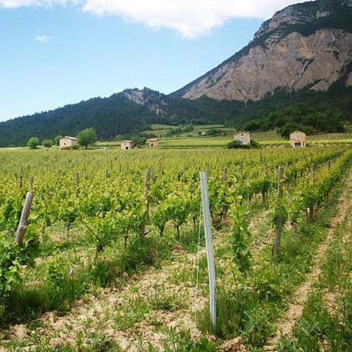 Le chemin des vignes de Châtillon