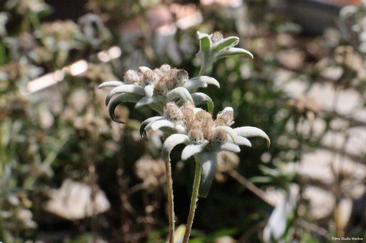 Itinéraire pédestre : La Chapelle de Jacquicourt