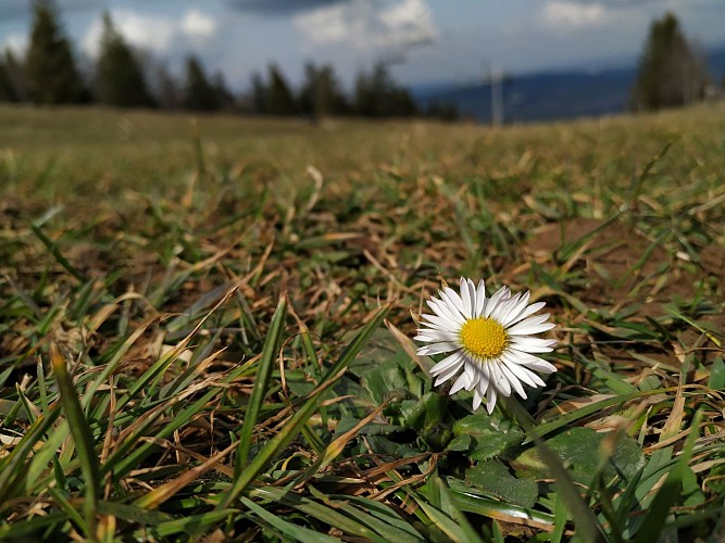 De Métabief au Mont d'Or, par le Morond