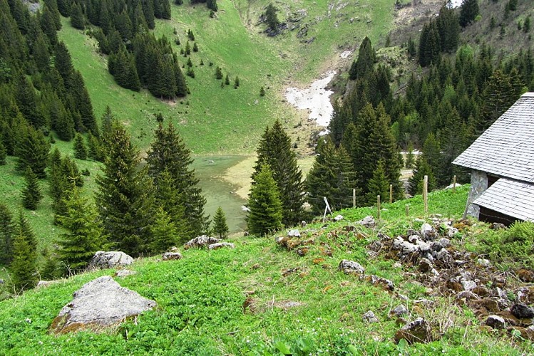 Thematic walk : "on the tracks of the Chamois - La Chapelle d'Abondance