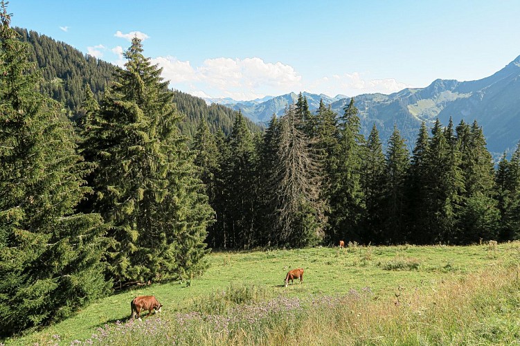 Vaches en alpage - La Chapelle d'Abondance