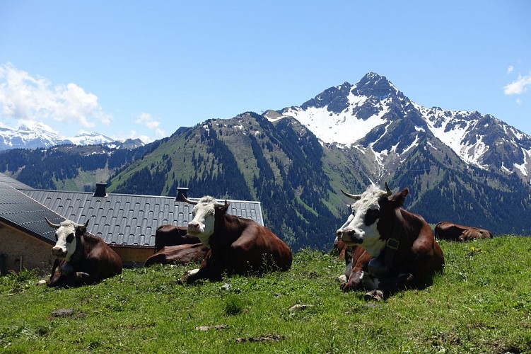 Chalet de la Raille par la Plagne - Abondance