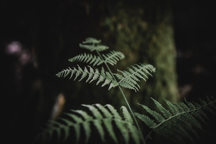 Tourisme Rando Vosges Bruyères