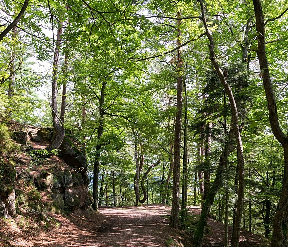 Chemin menant au mirador de l'Avison à Bruyères