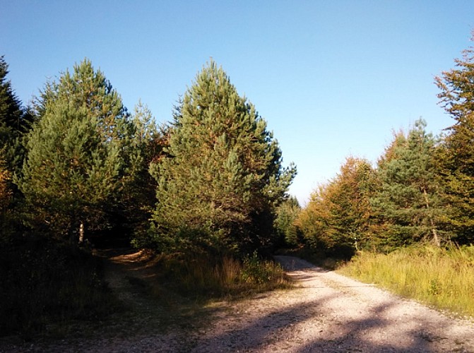 Vue depuis les hauteurs de Fiménil dans les Vosges. Idée rando Bruyères
