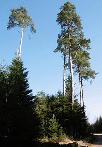 Idée rando dans la région de Bruyères dans les Vosges