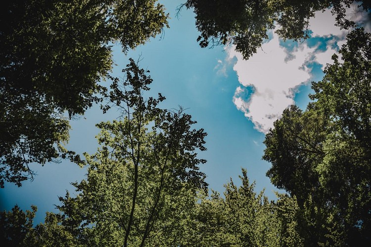 Forêt, lieu idéal pour la randonnée dans la région de Bruyères dans les Vosges