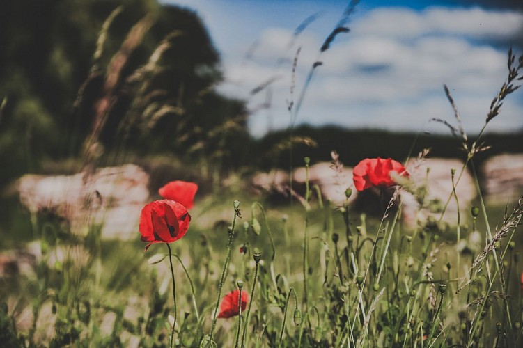 Idée rando Vosges secteur Bruyères