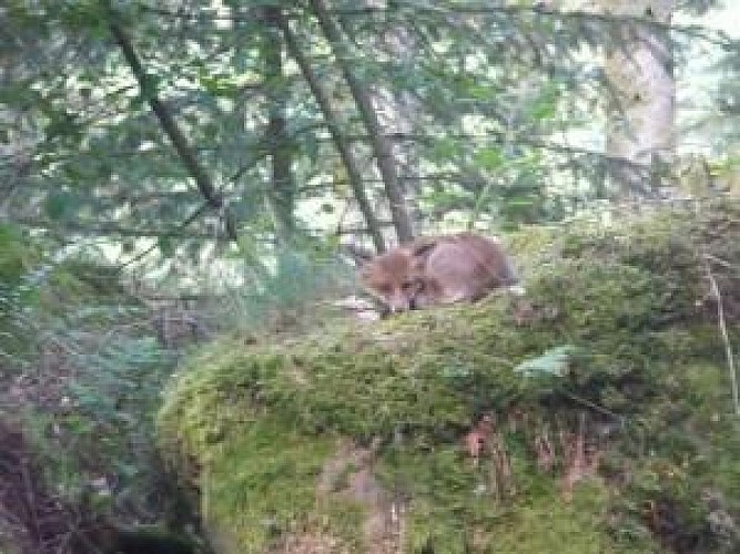 Circuit coteaux de St Laurent