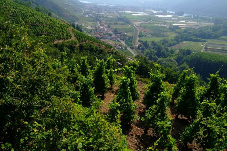Vineyard path in Ampuis