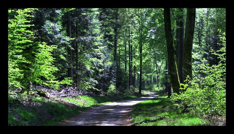 RF entre Hengstbourg et Beimbach