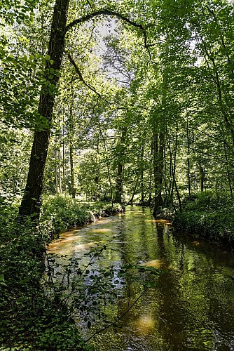 PONTMAIN - Sentier d'interprétation de l'Arboretum