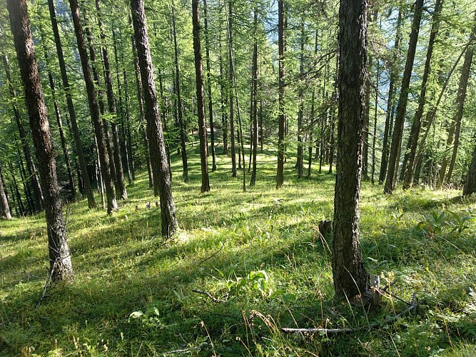 Trek Alpes - Tour du massif du Queyras - 8 jours - En refuge / gîte