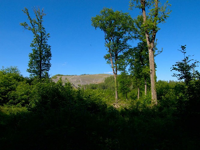 Vue sur un terril depuis la route forestière