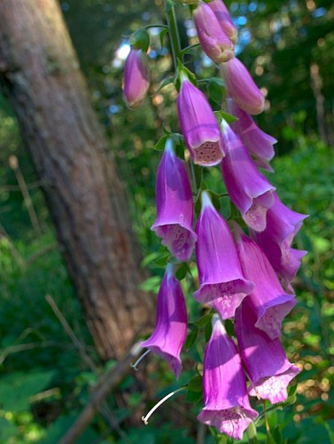 La forêt de la Houve