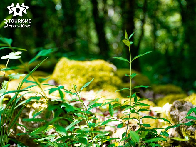 Hammelsberg-Rundfahrt