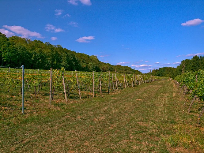 Dans les vignes, Burbach