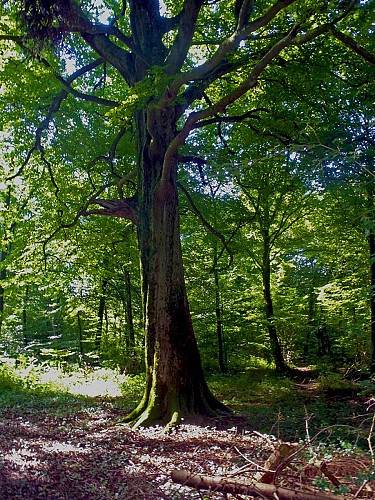 Hêtre remarquable
