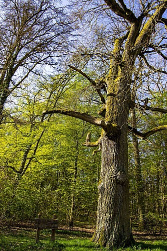 Arbre aux sorcières