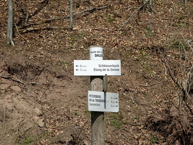 Schleife der Kuckucksuhren