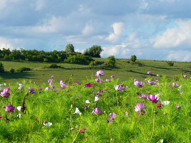 Deutsche Nied-Rundfahrt