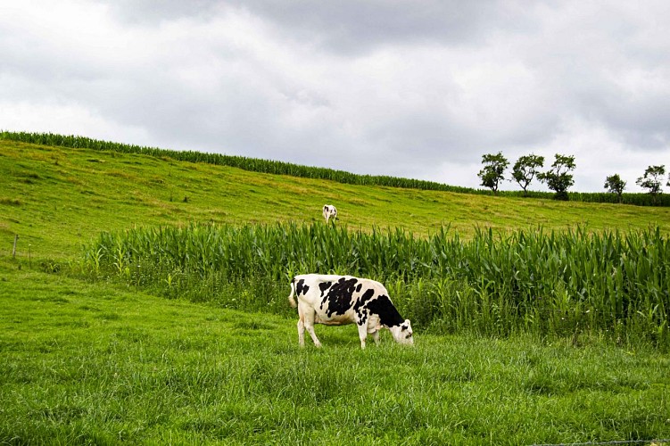 Champs, Kirsch-lès-Sierck