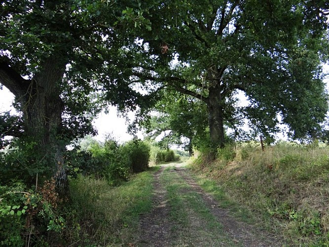 Beaux chênes séculaires en bordure de chemins