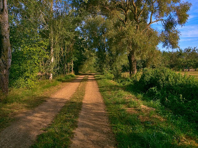 Chemin à l'ouest de Maizeroy