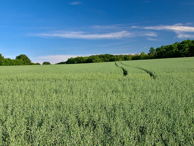 Paysage agricole aux alentours de Überherrn